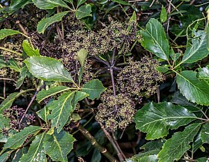 Five-finger.jpg: 753x585, 193k (2021 Jul 30 10:01)