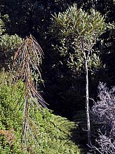 Pseudopanax crassifolius
click thru to article
photograph by Jeremy Rolfe