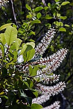 Weinmannia racemosa
click thru to article
photograph by Jeremy Rolfe