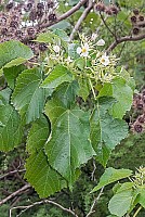 Aotearoa Native Plants