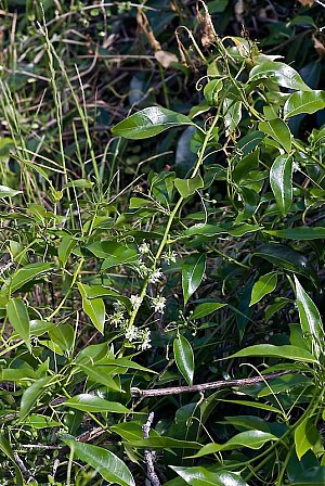 Kohia.jpg: 536x800, 227k (2022 Oct 12 23:27)