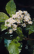 Olearia rani var. colorata and Olearia rani var. rani
click thru to article
photograph by Jeremy Rolfe