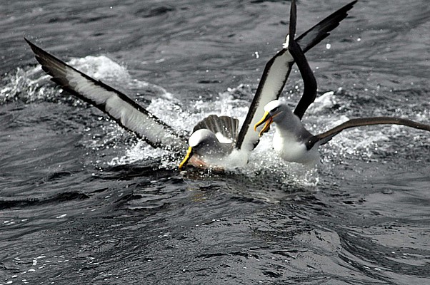 click to see gallery
Albatross Argument
Original size: 2,240 x 1,488; 290 kB
Filename:  click to see gallery
Albatross Argument
Original size: 2,240 x 1,488; 290 kB
Filename:
