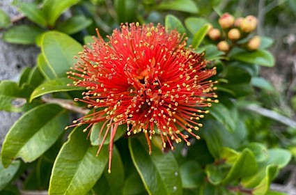 click to see gallery

Te Whiti
Original size:&nbsp;989 x 652; 112 kB
Filename:&nbsp;'Te Whiti'